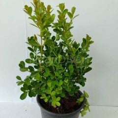 Şimşir Fidanı Tüplü/Saksılı