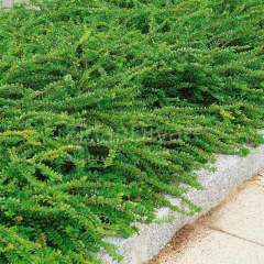 Yer Örtücü Hanımeli Lonicera 20-25 cm, Saksılı