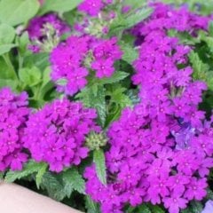 5'li Yer Örtücü Yayılıcı Mine Verbena Mor, Küçük Poşetli