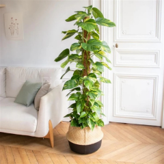 Oda Sarmaşığı Epipremnum Pothos, 40-50 cm, Saksılı