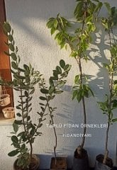 Ağustos-Geçci Gölcük Papazı Erik Fidanı Tüplü/Saksılı