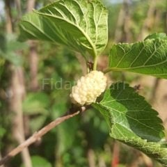 Kurutmalık Beyaz Dut Fidanı 120-150 cm, 3 Yaş Tüplü/Saksılı