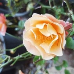 Gül Fidanı Somon 30-50 cm, Saksılı