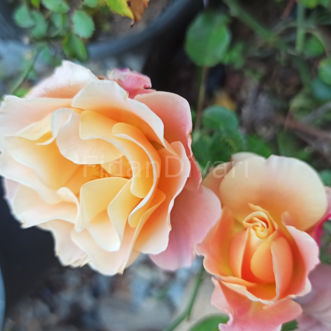 Gül Fidanı Somon 30-50 cm, Saksılı