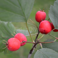 Açık köklü Aşılı Kırmızı Alıç fidanı