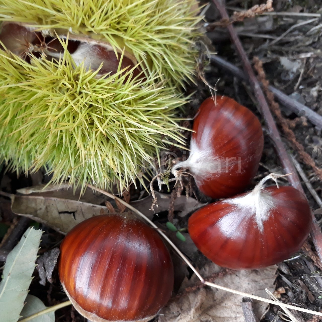 Aşılı Kestane Fidanı (Kemer çeşidi) 100+ cm, Tüplü/Saksılı
