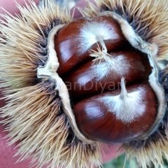 Aşılı Kestane Fidanı (Kemer çeşidi) 100+ cm, Tüplü/Saksılı