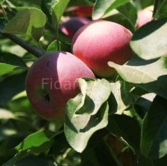 Jersey Mac (Erkenci) Elma Fidanı, 120-150 cm, 3 Yaş Saksılı