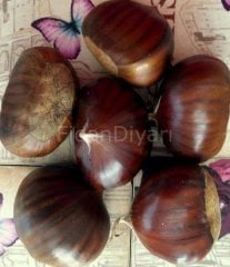 Aşılı Kestane Fidanı (Kemer çeşidi) 100+ cm, Tüplü/Saksılı