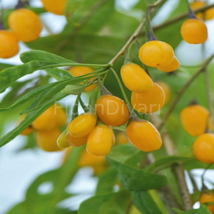 Sarı Gojiberry Kurt Üzümü Amber Sweet Fidanı, 50-60 cm, Saksılı