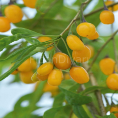 Sarı Gojiberry Kurt Üzümü Amber Sweet Fidanı, 50-60 cm, Saksılı