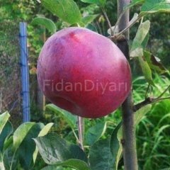 Jersey Mac (Erkenci) Elma Fidanı, 80-120 cm Saksılı