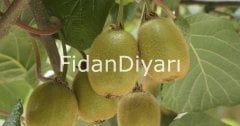 2 Adet Hayvard Kivi Fidanı(Dişi ve Erkek)  2 Yaş, 80-100 cm, Tüplü/Saksılı