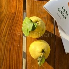 Boğaz Almayan Ege22 Ayva Fidanı 80-120 cm, Tüplü/Saksılı