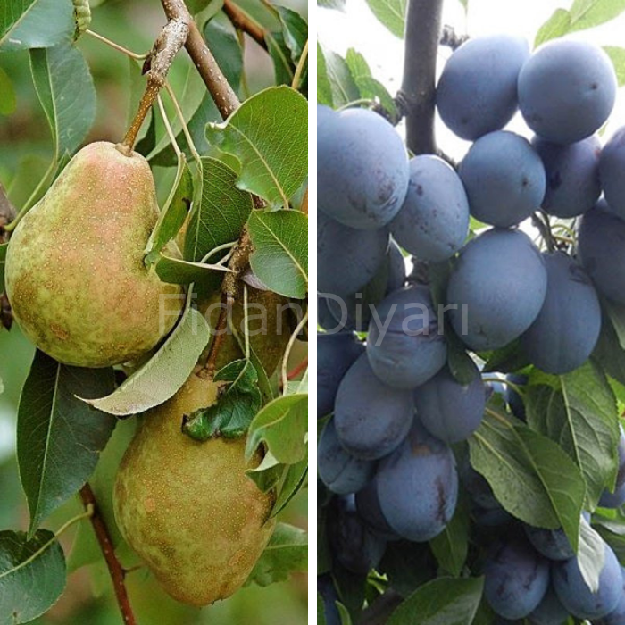 Açık Köklü Margarit Armut- Mürdüm Erik 2'li Fidan Paketi