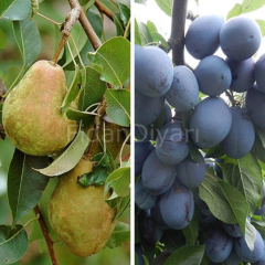 Açık Köklü Margarit Armut- Mürdüm Erik 2'li Fidan Paketi