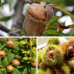 Açık Köklü Badem Fidanı-Kestane Fidanı-Muşmula Fidanı 3'lü Paket