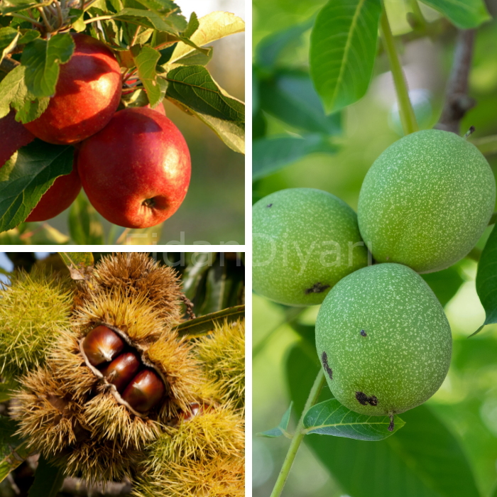 Açık Köklü Ceviz Fidanı-Kestane Fidanı-Kırmızı Elma Fidanı 3'lü Paket