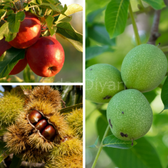 Açık Köklü Ceviz Fidanı-Kestane Fidanı-Kırmızı Elma Fidanı 3'lü Paket