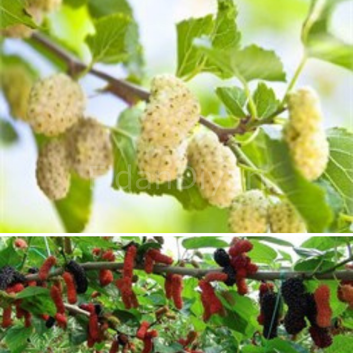 Açık Köklü Avusturalya Dut-Beyaz Yediveren Dut 2'li Fidan Paketi