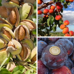 Açık KöklüPerfect Red Kayısı+Black Splendor Erik+Badem 3'ü Bir Arada