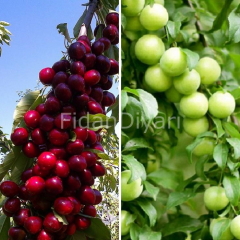 Açık Köklü Erik ve Kiraz 2'li Fidan Paketi