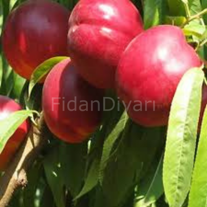 Venüs Nektarin Fidanı 80-120 cm,Tüplü/Saksılı