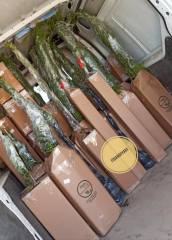 Deliceye Aşılı Kalamata/Eşek Zeytini, 50-60 cm, Tüplü/Saksılı