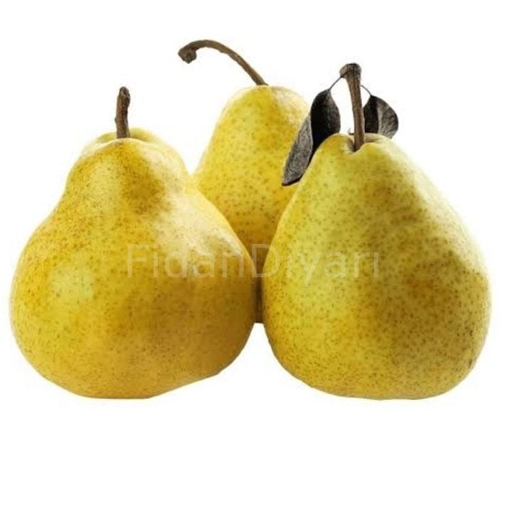 Deveci Armut Fidanı 80-120 cm, Tüplü/Saksılı