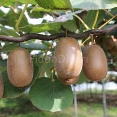 Dişi Hayward Kivi Fidanı, 20-30 cm, Tüplü/Saksılı