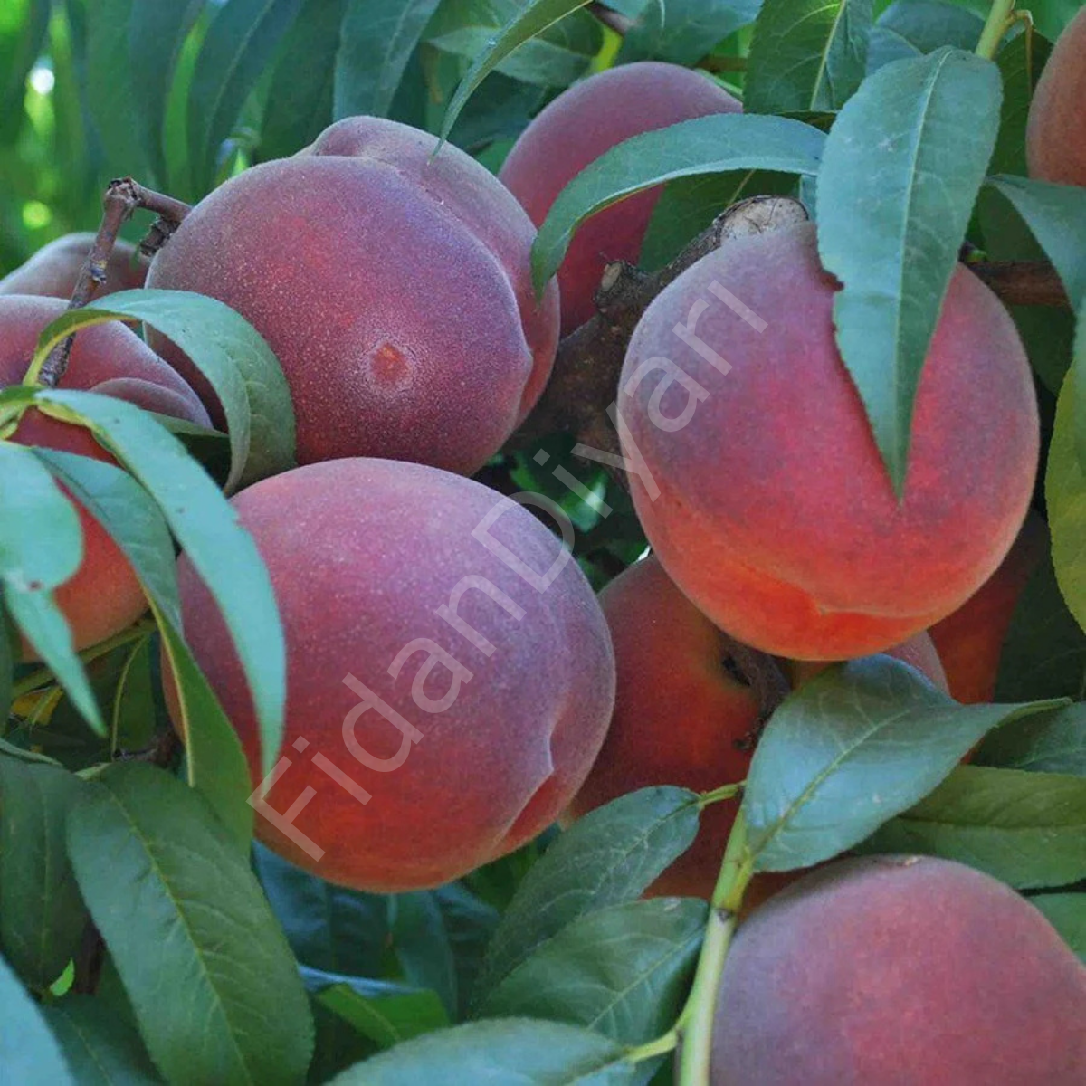 Dıxıred Şeftali Fidanı 80-120 cm, Tüplü/Saksılı