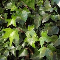 Duvar Sarmaşığı (Hedera Helix) 80-100 Cm Tüplü/Saksılı