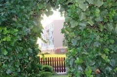 Duvar Sarmaşığı (Hedera Helix) 80-100 Cm Tüplü/Saksılı