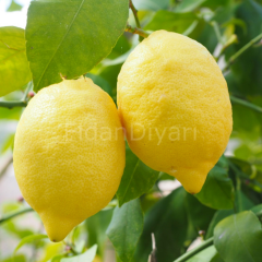 Enterdonat Limon Fidanı 150 cm+ Tüplü/Saksılı