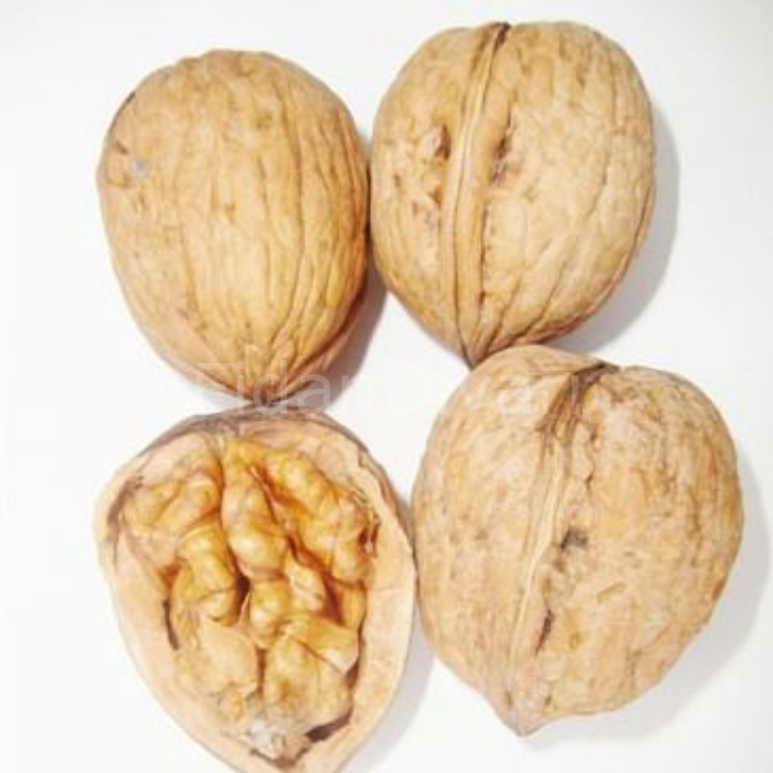 Fernette Ceviz Fidanı Tüplü/Saksılı