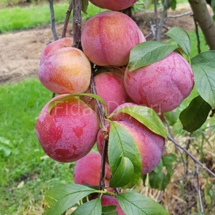 Formosa Erik Fidanı 80-120 cm, Tüplü/Saksılı