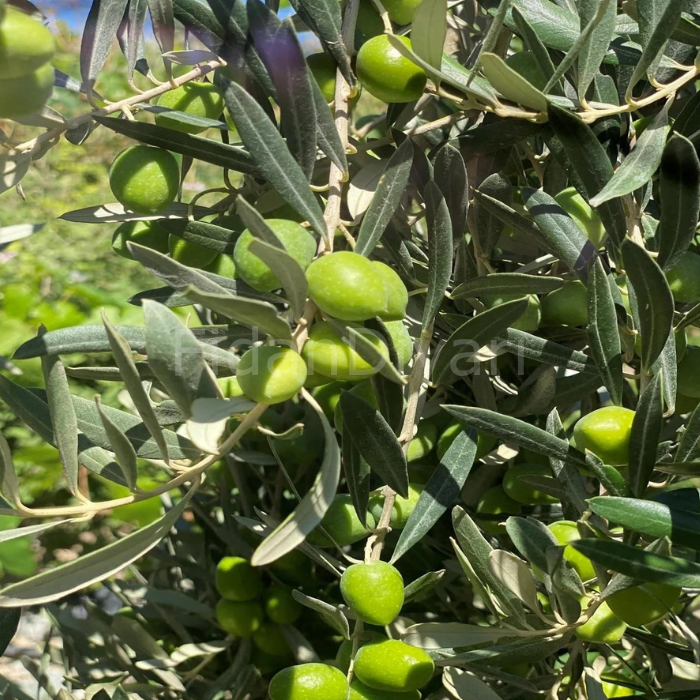 Gemlik (Trilye) Zeytin Fidanı 120-150 cm, Tüplü/Saksılı