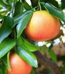 Greyfurt Fidanı Tüplü/Saksılı