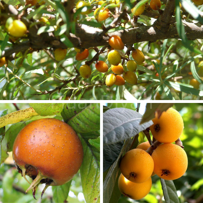 İğde+Muşmula+Yeni Dünya Fidanı 3'lü  Paket Tüplü/Saksılı