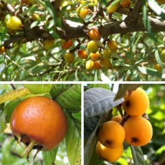 İğde+Muşmula+Yeni Dünya Fidanı 3'lü  Paket Tüplü/Saksılı