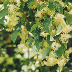 Ihlamur Fidanı 80-120 cm,Tüplü/Saksılı