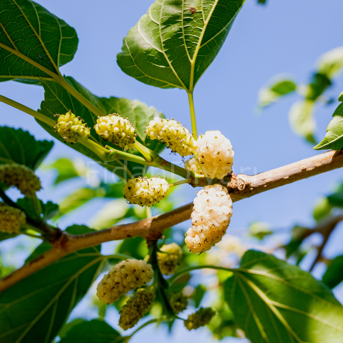 Kurutmalık Beyaz Dut Fidanı 80-120 cm, Tüplü/Saksılı