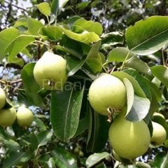 Limon Armut Fidanı 80-120 cm, Tüplü/Saksılı