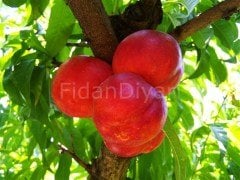 Caldesi 2000 Nektarin Fidanı, 80-120 cm Saksılı