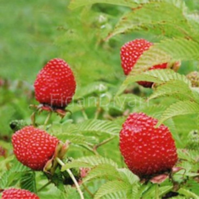 Çilek Ahududu Fidanı Rubus Rosifolius, 10 cm, Tüplü/Saksılı