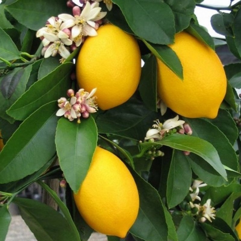Mayer İnce Kabuklu Limon Fidanı 2-3 Yaş, Tüplü/Saksılı