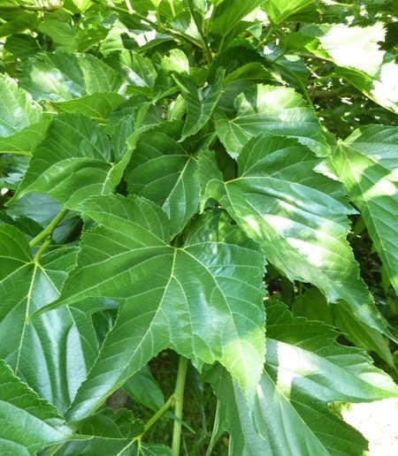 Meyvesiz Çınar yapraklı Dut Fidanı 80-120 cm, Tüplü/Saksılı