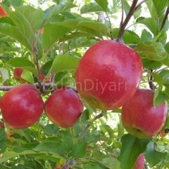 Pink Lady Elma Fidanı, 80-120 cm, Tüplü/Saksılı