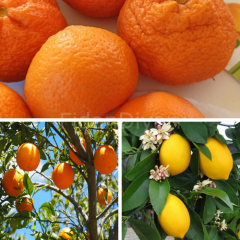 Portakal+Limon+Mandalina 3'Lü Fidan Paketi, Tüplü/Saksılı