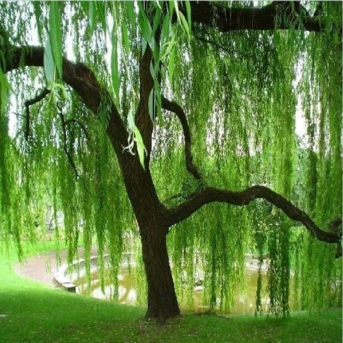 Salkım söğüt Fidanı 150-200 cm, Tüplü/Saksılı